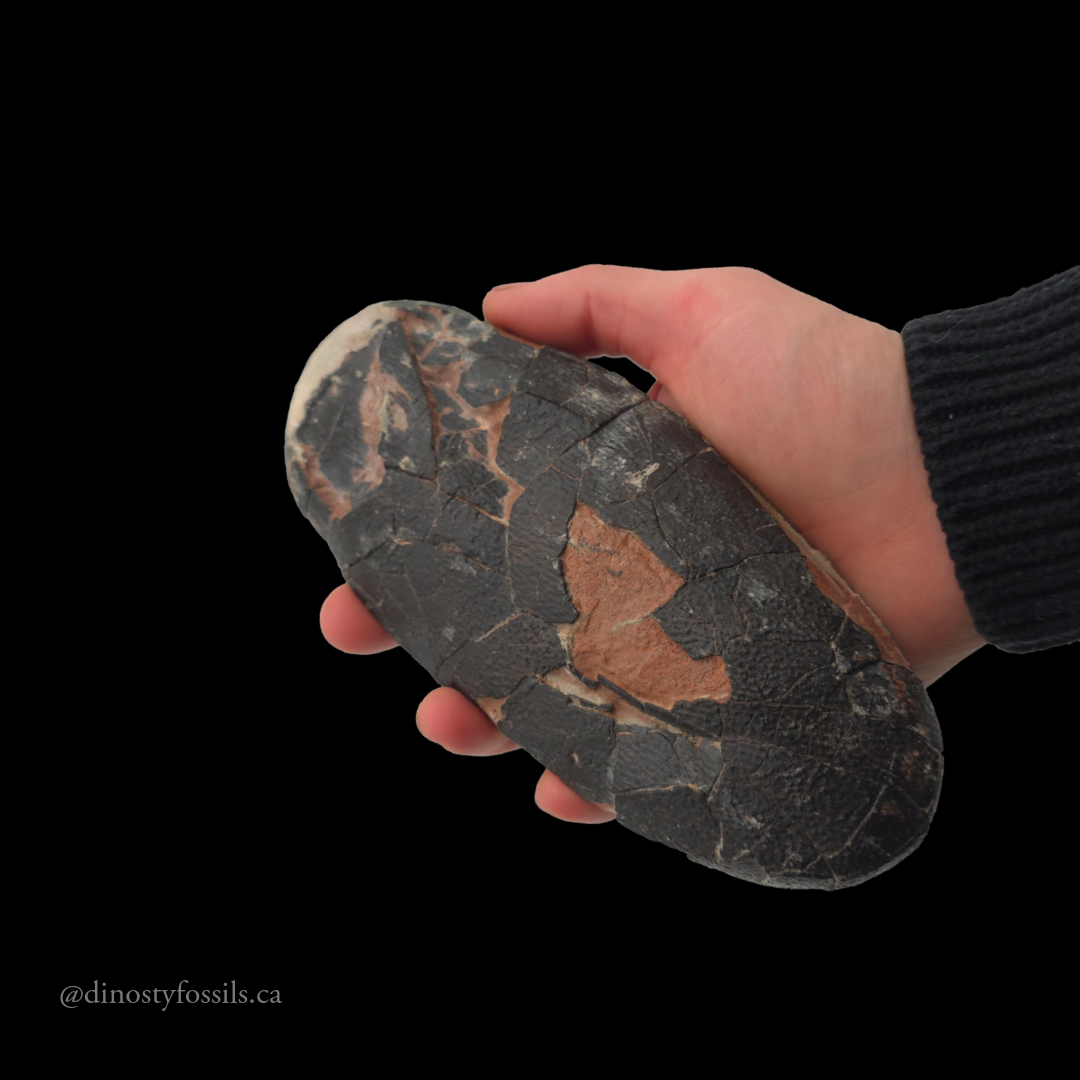 OVIRAPTOR EGG (EX-MUSUEM)