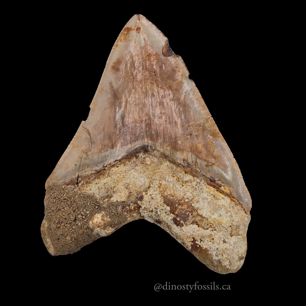 MEGLADON TOOTH