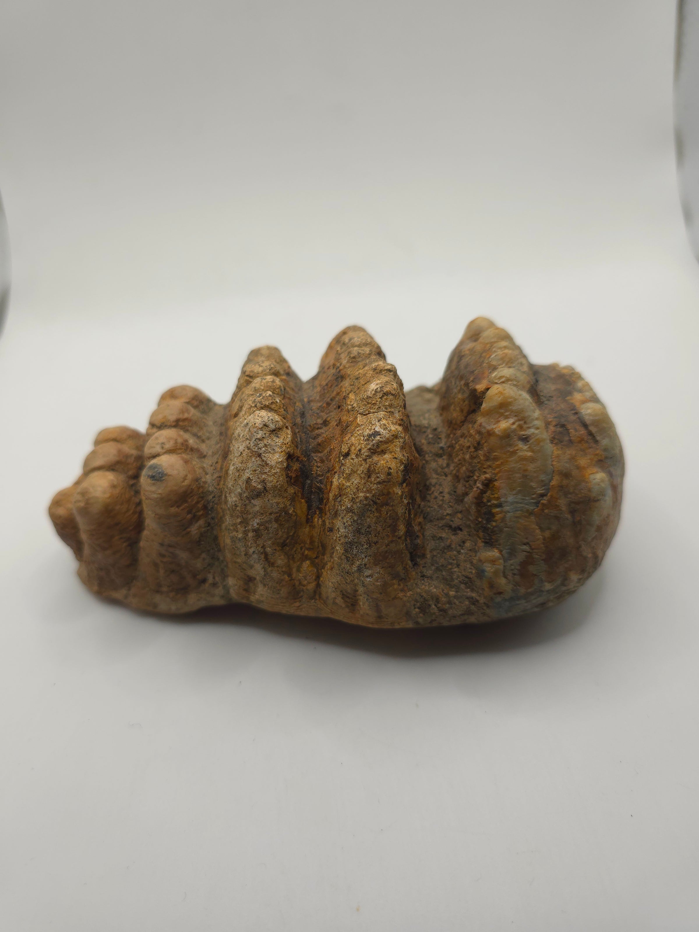 STEGADON TOOTH