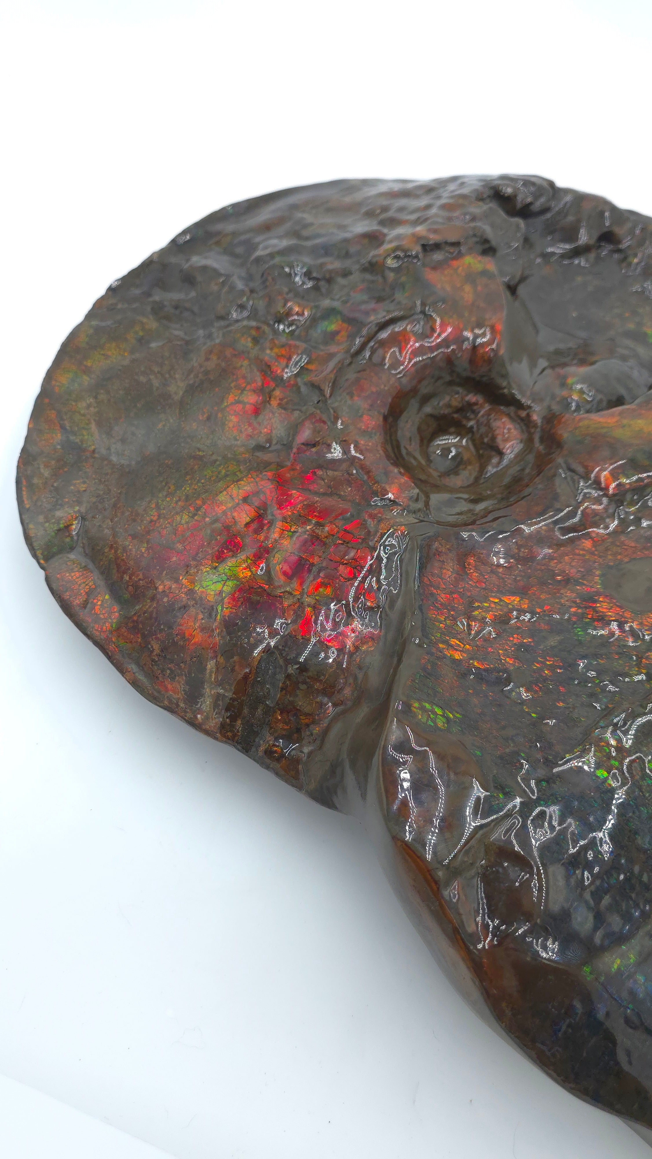 CANADIAN AMMONITE
