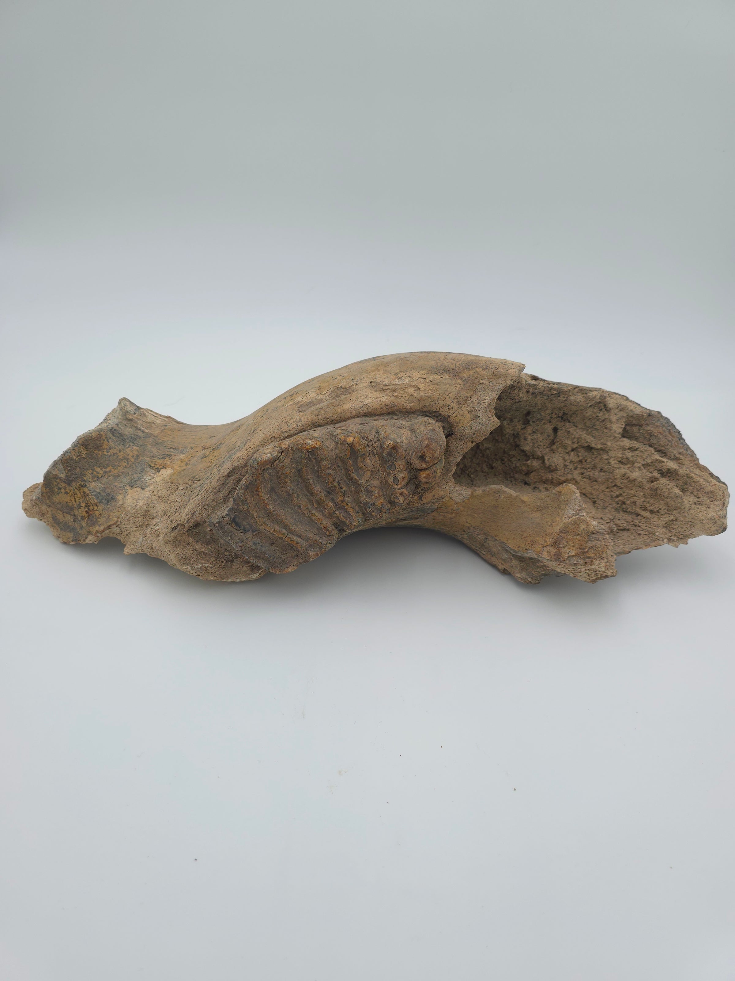 STEGADON JAW