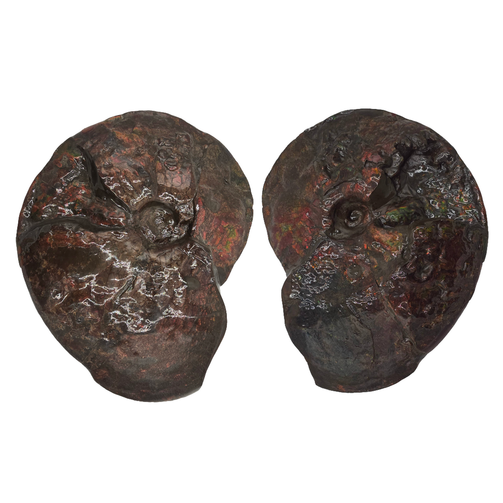 CANADIAN AMMONITE