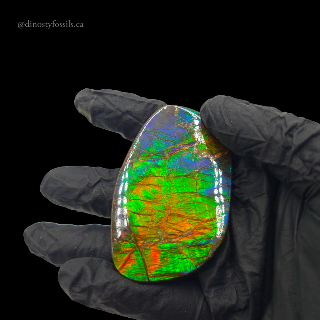 NATURAL AMMOLITE FREEFORM