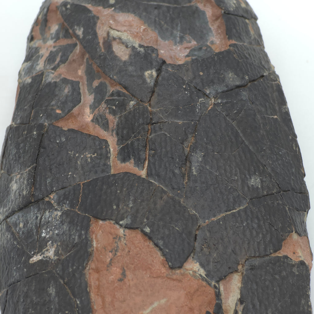 OVIRAPTOR EGG (EX-MUSUEM)