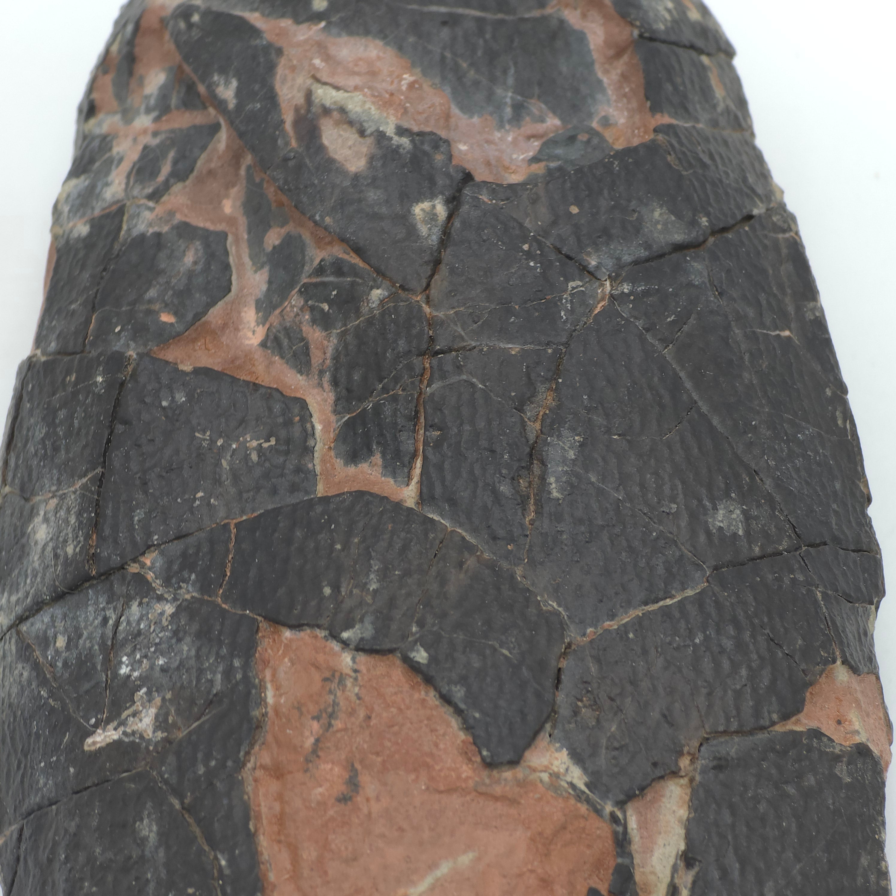 OVIRAPTOR EGG (EX-MUSUEM)