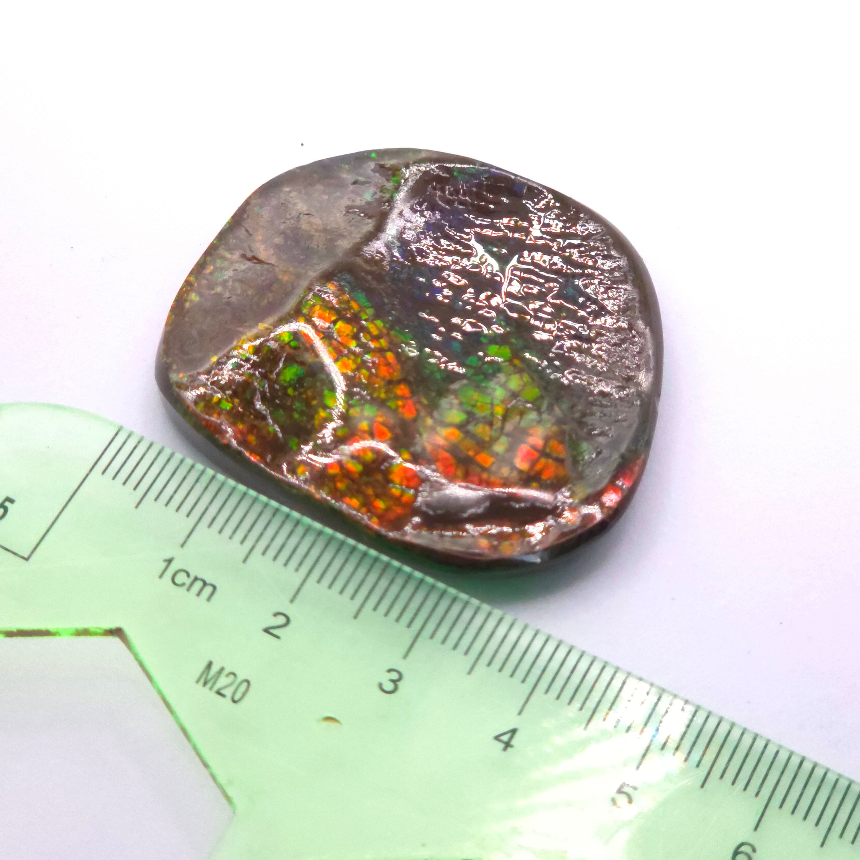 Freeform  Ammolite Gemstone
