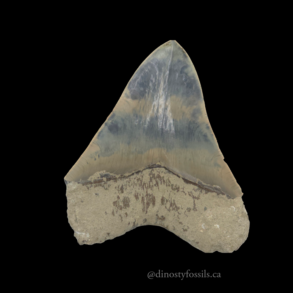 MEGLADON TOOTH