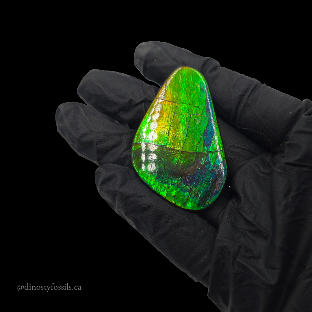NATURAL IMPERIAL AMMOLITE FREEFORM