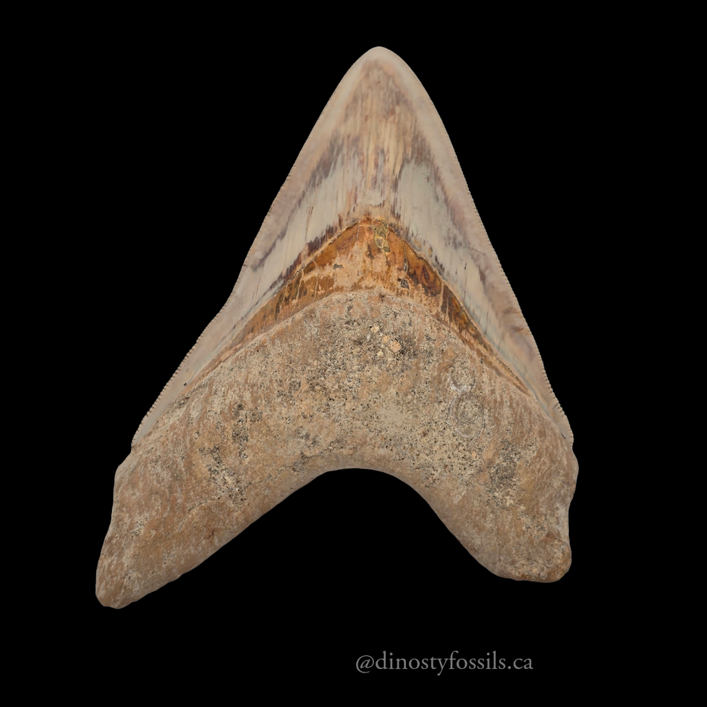 MEGLADON TOOTH