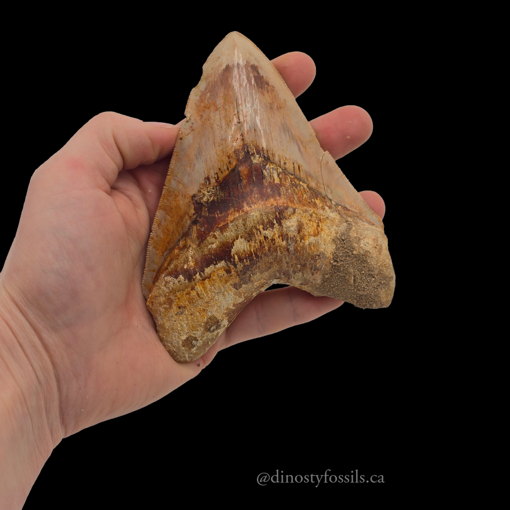 MEGLADON TOOTH