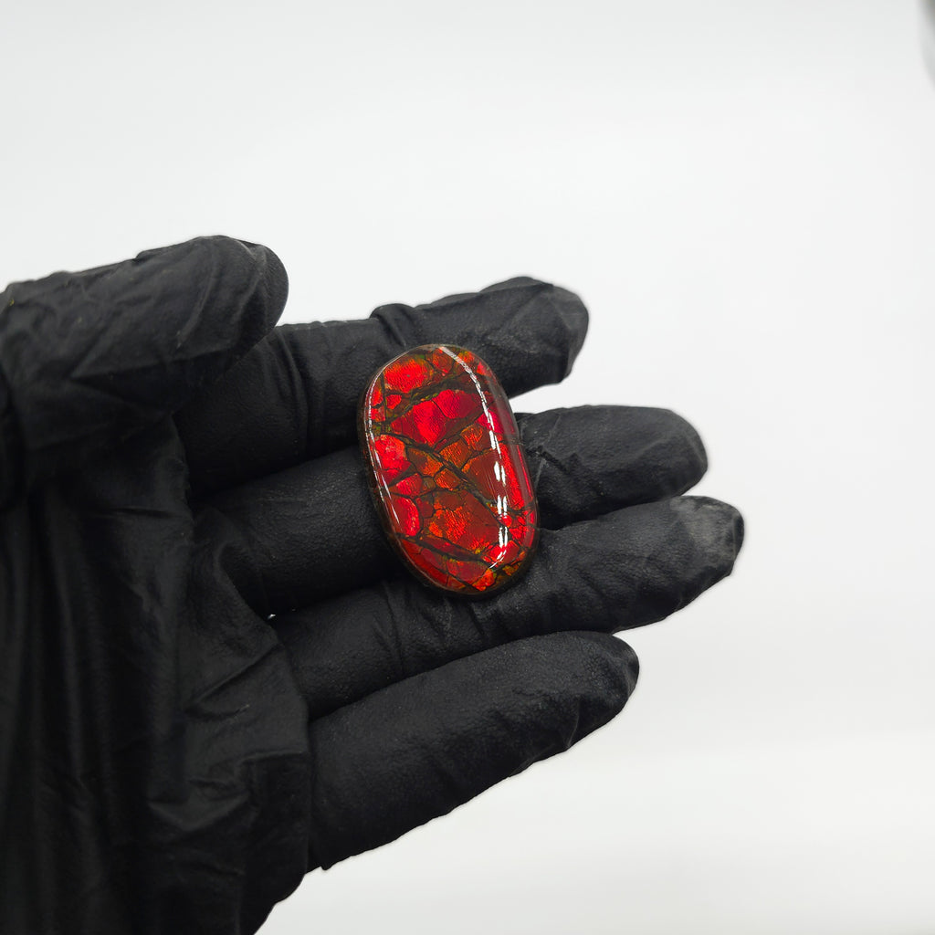 COATED AMMOLITE FREEFORM