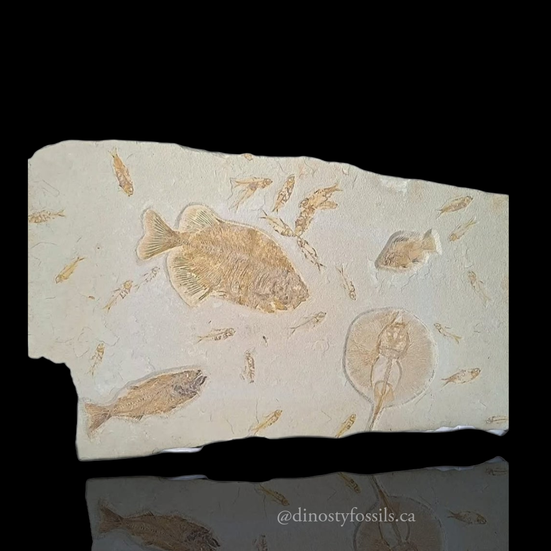 GREEN RIVER DEATH PLAQUE