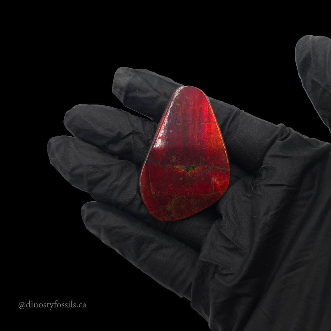 NATURAL IMPERIAL AMMOLITE FREEFORM