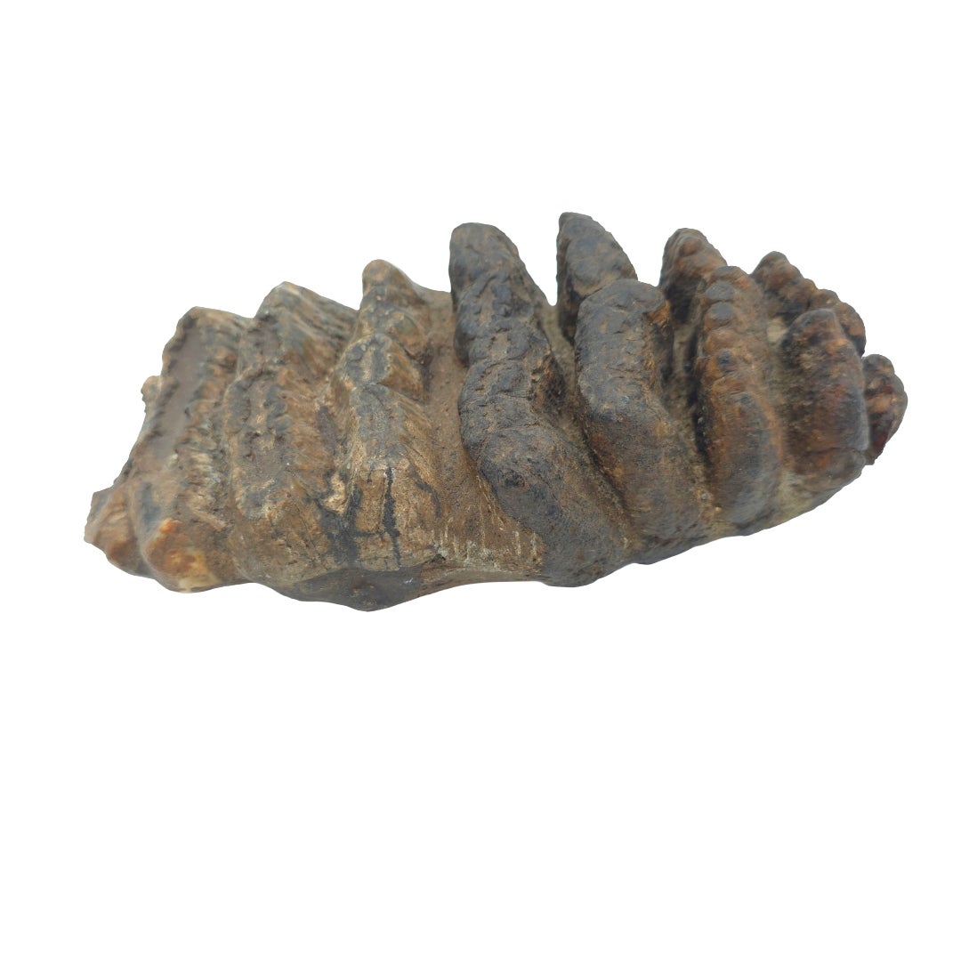 STEGADON TOOTH