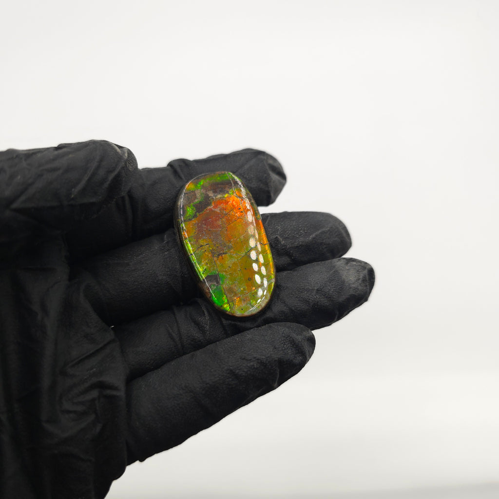 COATED AMMOLITE FREEFORM