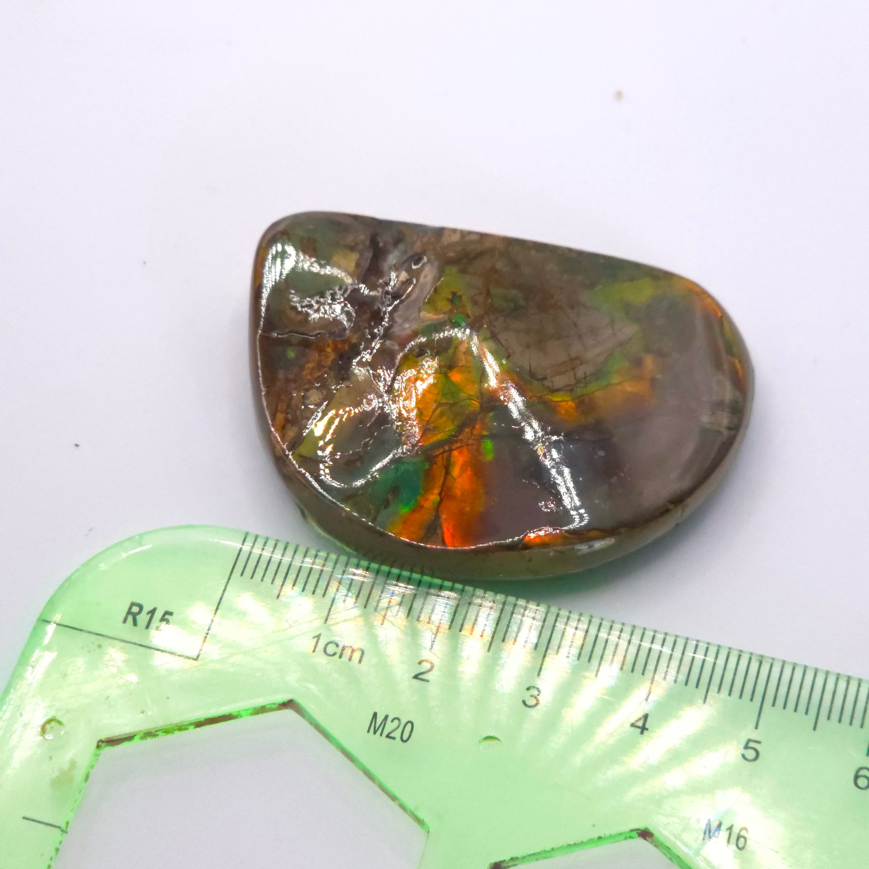 Freeform  Ammolite Gemstone
