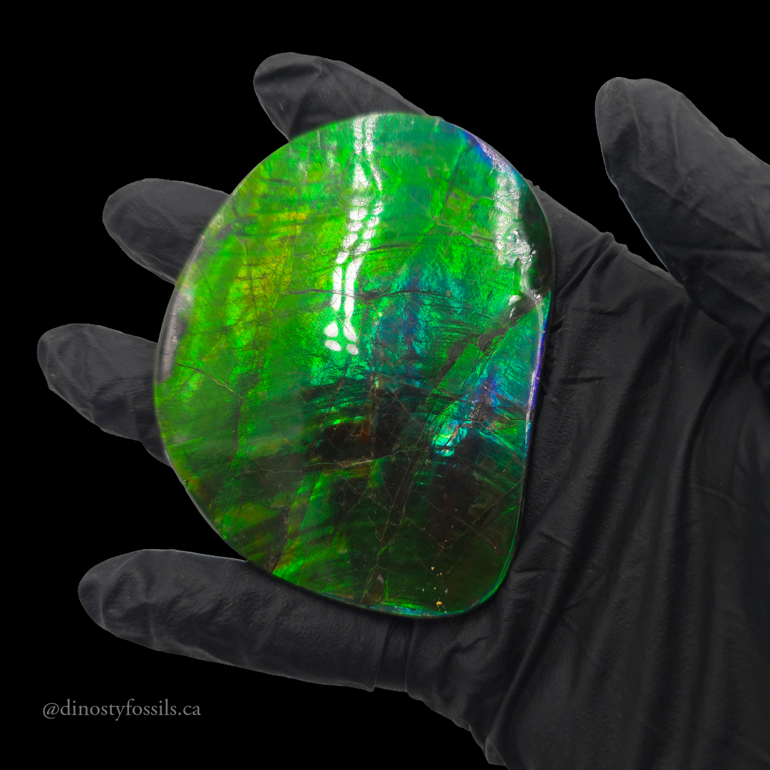 NATURAL AMMOLITE FREEFORM