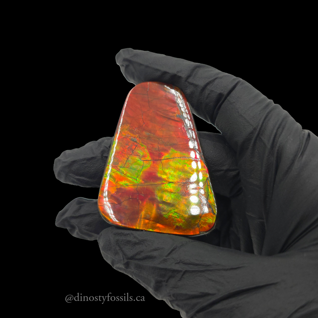 NATURAL AMMOLITE FREEFORM