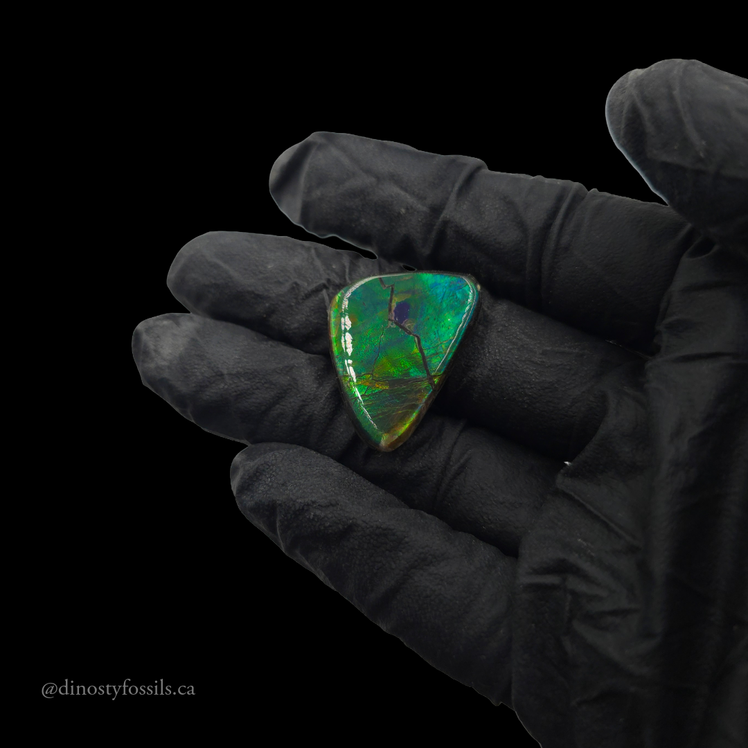 COATED AMMOLITE FREEFORM