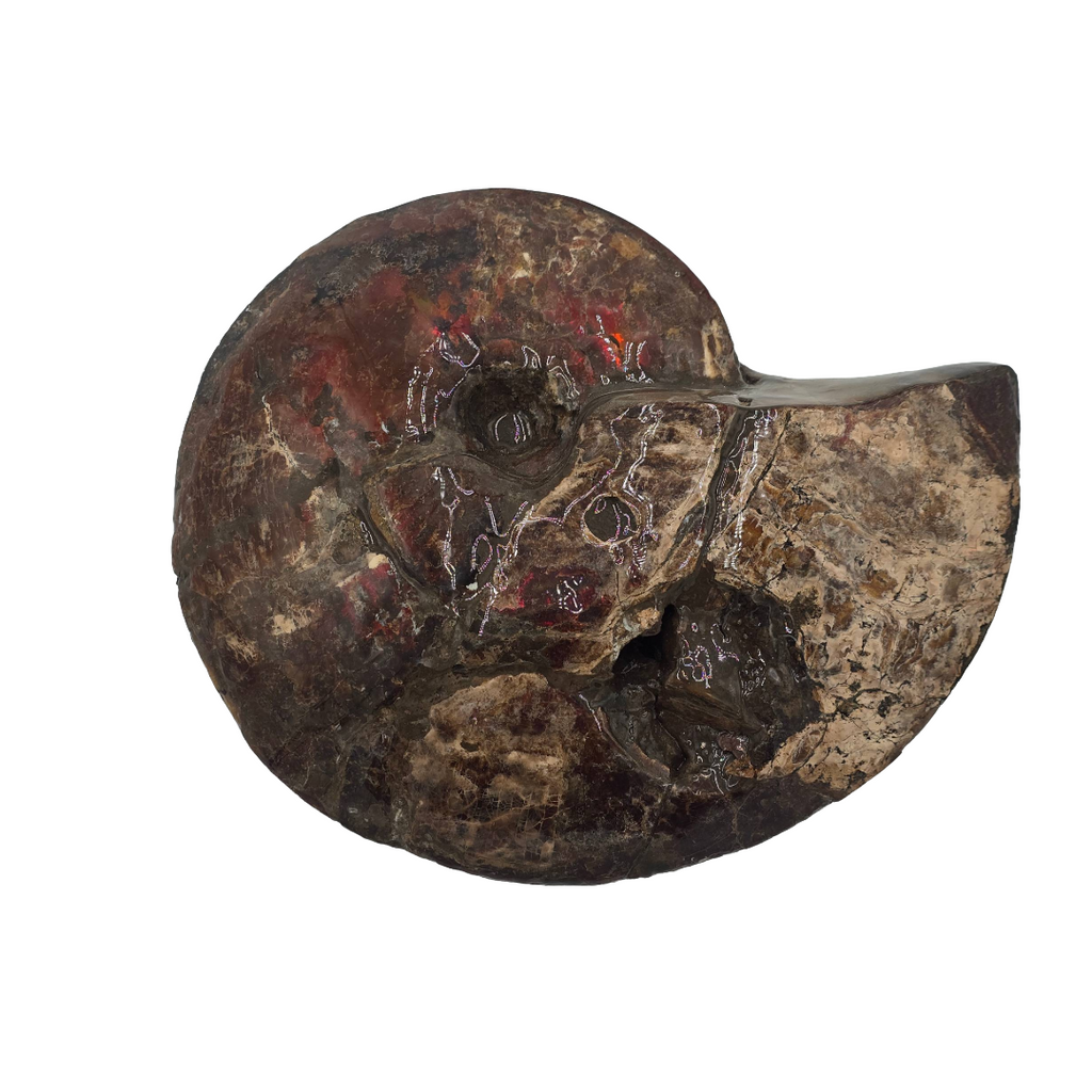 CANADIAN AMMONITE